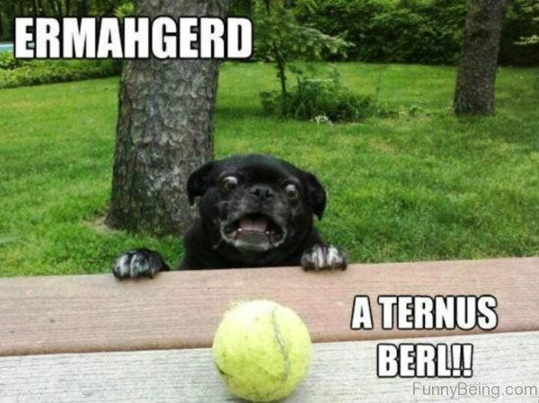 Ermahgerd A Ternus Berl