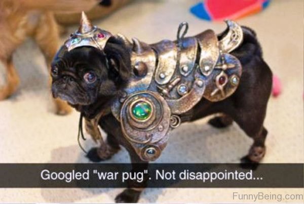 Googled War Pug Not Disappointed