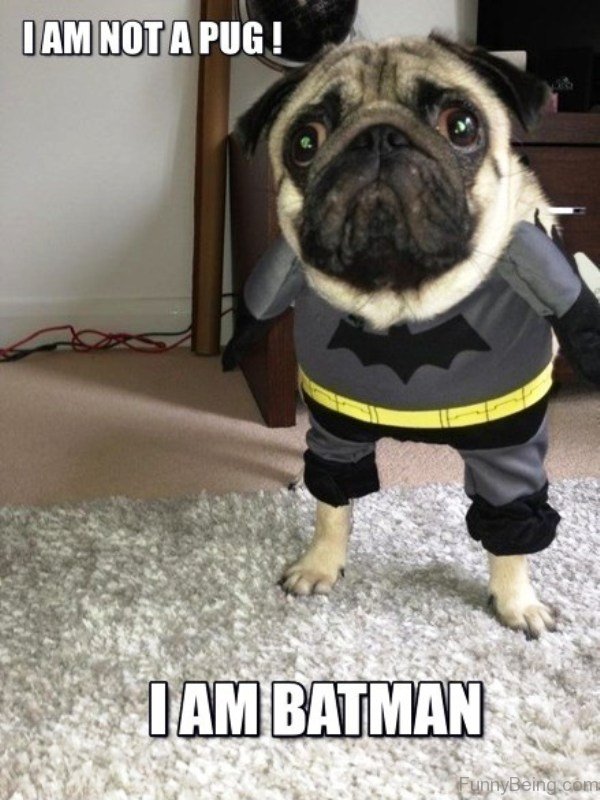 I Am Not A Pug