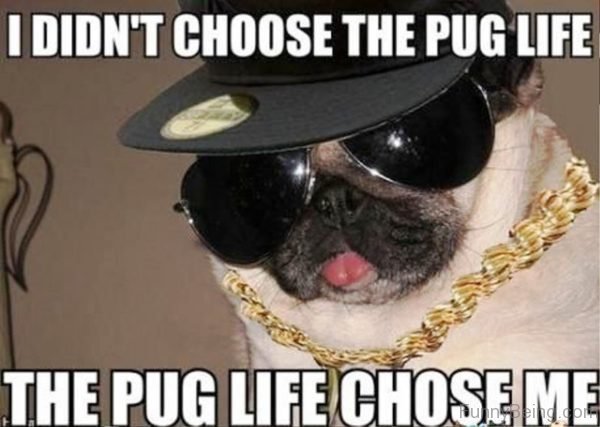 I Didnt Choose The Pug Life