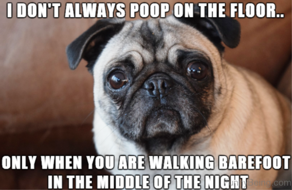 I Dont Always Poop On The Floor