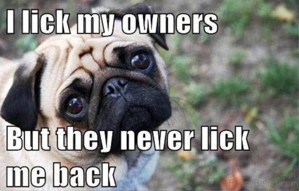 I Lick My Owners