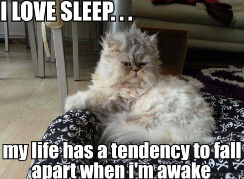 70 Most Awesome Sleep Memes