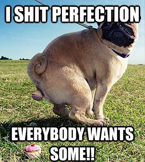 100 Hilarious Pug Memes Pictures.