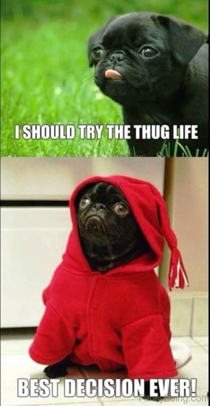 I Should Try The Thug Life