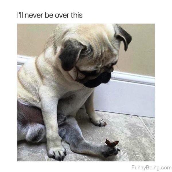 85 Mad Pug Memes