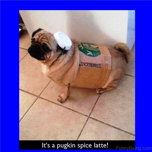 Its A Pugkin Spice Latte