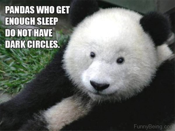Pandas Who Get Enough Sleep