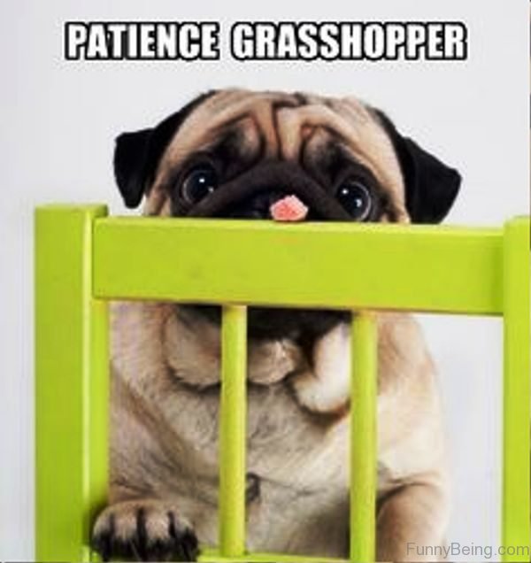 Patience Grasshopper