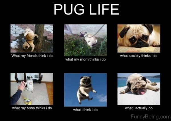 Pug Life