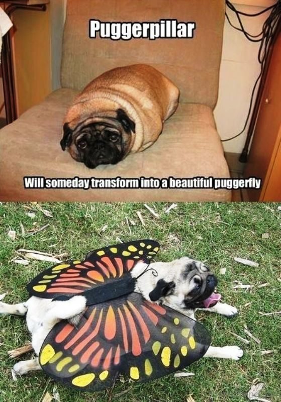 Puggerpillar