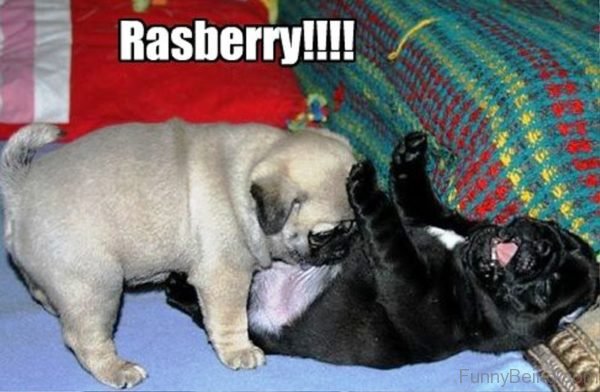 Rasberry