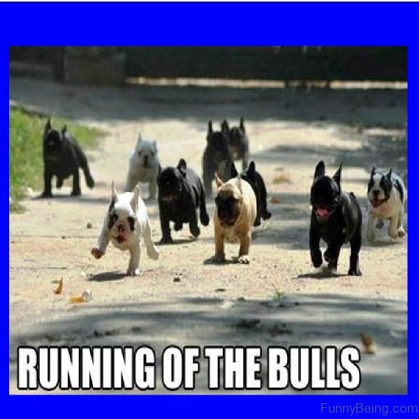 Running Of The Bulls