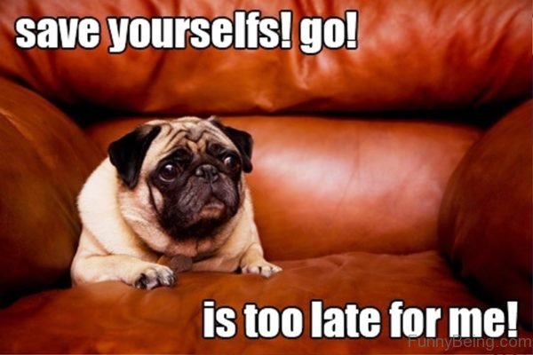 88 Superb Pug Memes Pictures