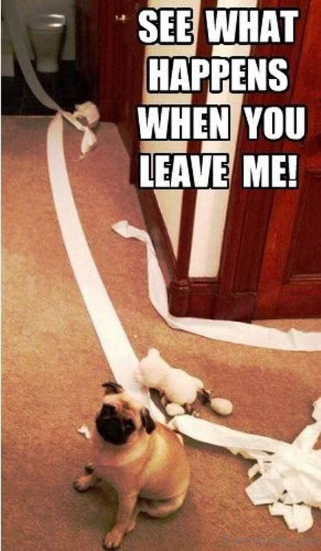 88 Superb Pug Memes Pictures