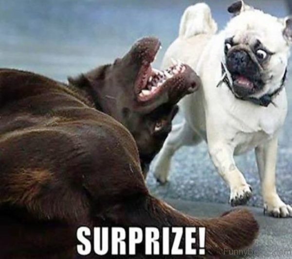 Surprize