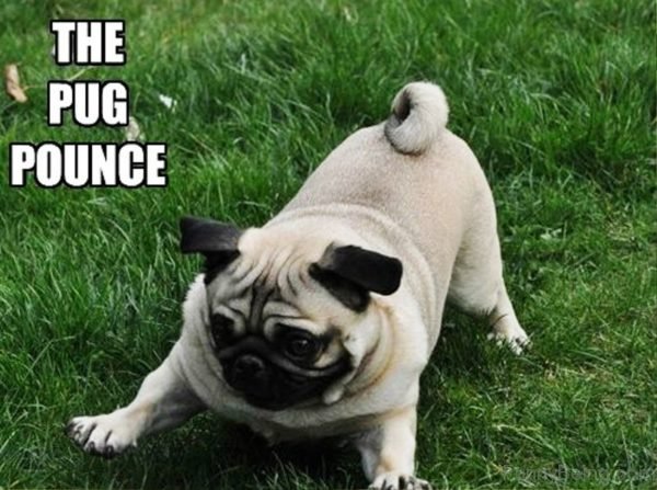 The Pug Pounce