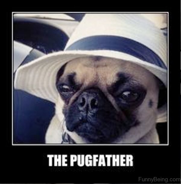 The Pugfather