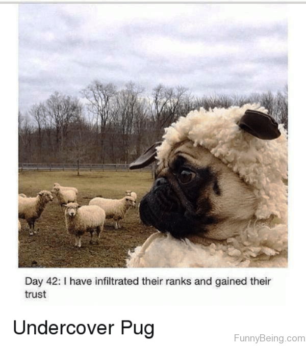 Undercover Pug