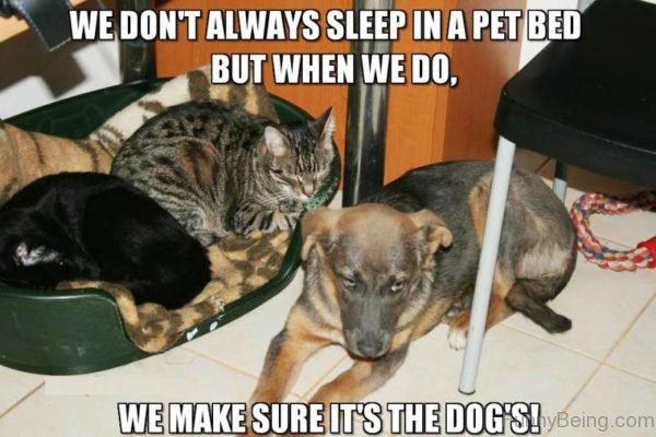 We Dont Always Sleep In A Pet