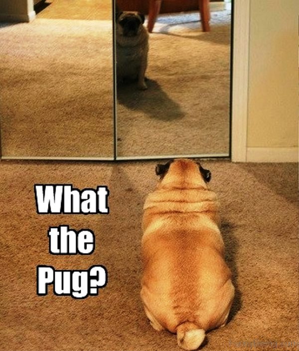 What The Pug