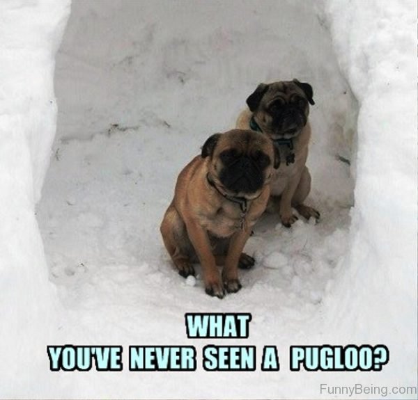 What You ve Never Seen A Pugloo