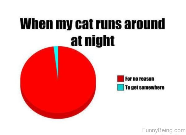 When My Cat Runs Around At Night