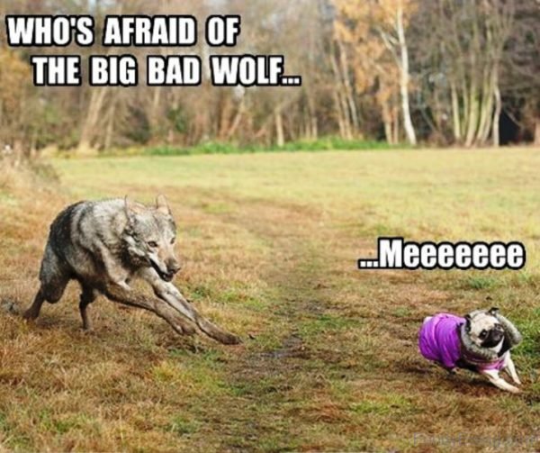 Whos Afraid Of The Big Bad Wolf