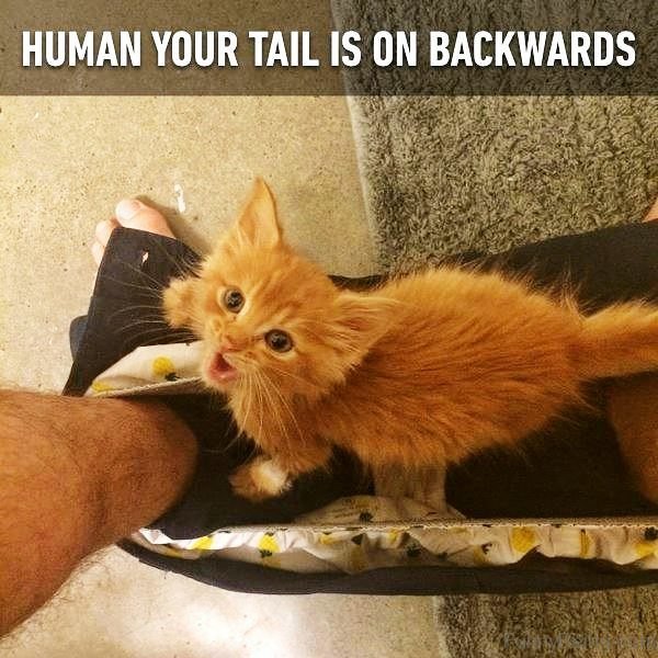 Human Your Tail Is On Backwards