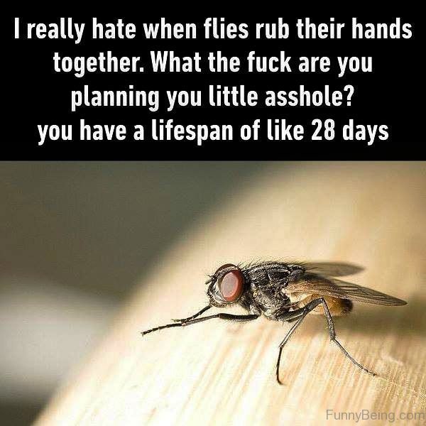 I Really Hate When Flies Rub Their Hands