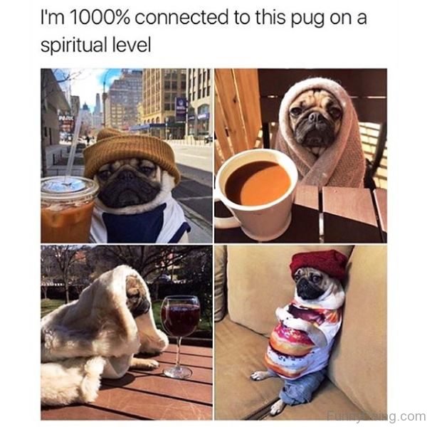 Im 1000 Percent Connected To This Pug
