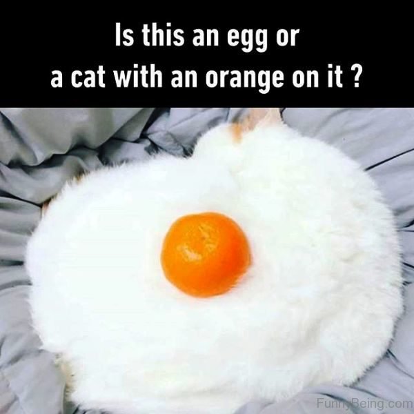 Is This An Egg Or A Cat With An Orange