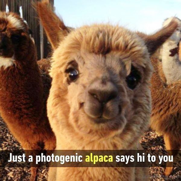 Just A Photogenic Alpaca Says Hi