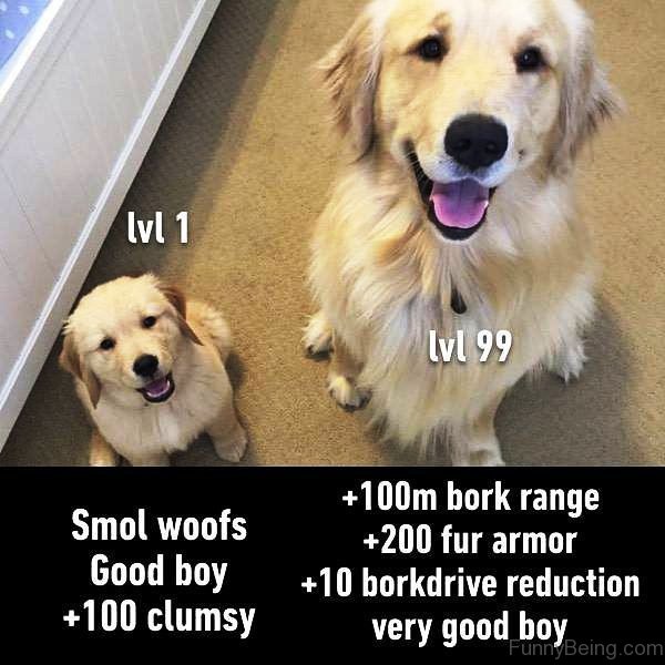 Level 1 Vs Level 99