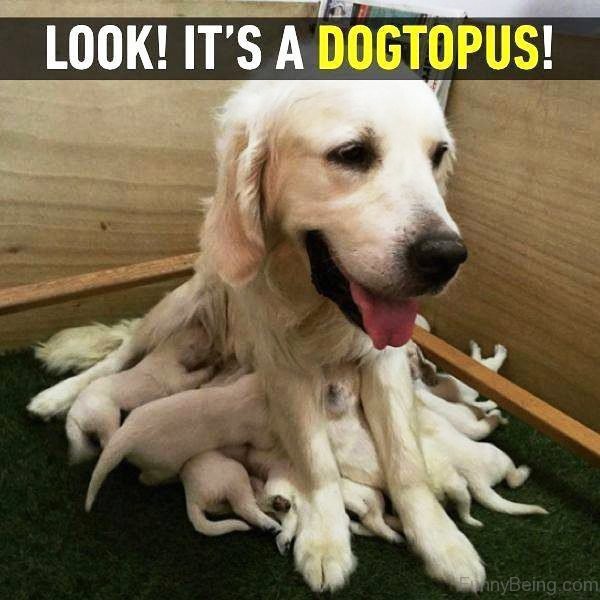Look Its A Dogtopus