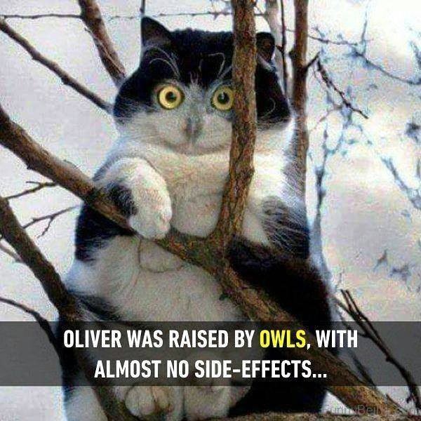 Oliver Was Raised By Owls