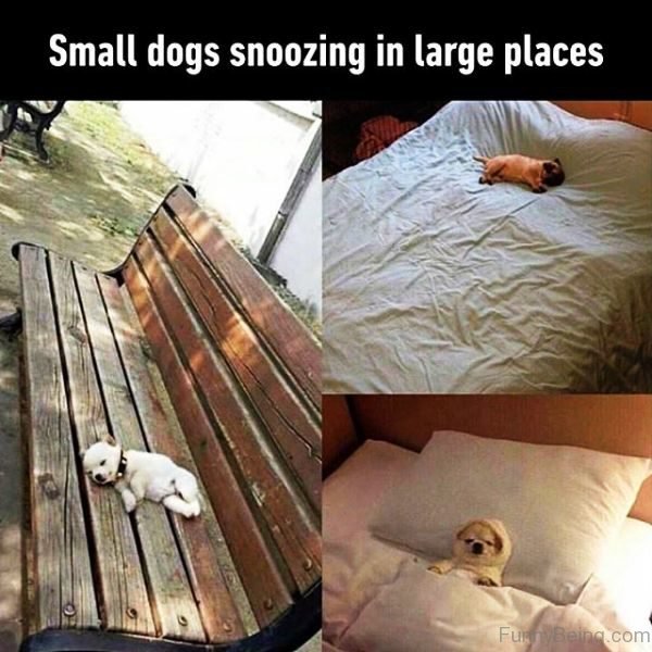 Small Dogs Snoozing In Large Places