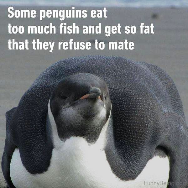 Some Penguins Eat Too Much Fish