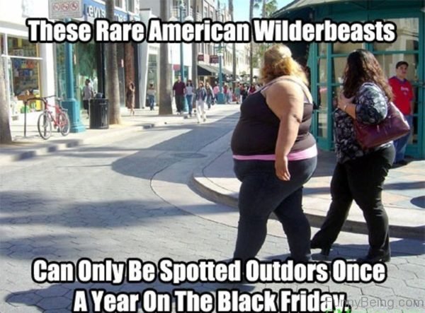 These Rare American Wilderbeastes