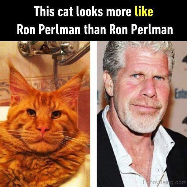 This Cat Looks More Like Ron Perlman