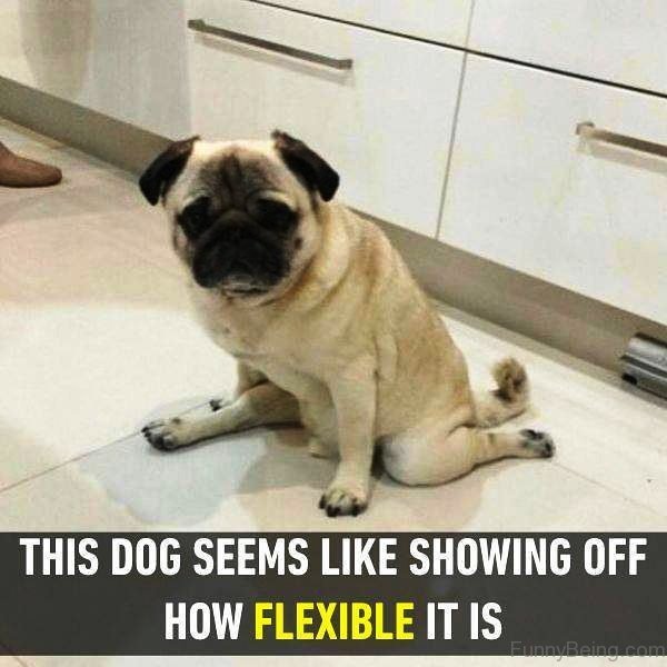 This Dog Seems Like Showing Off