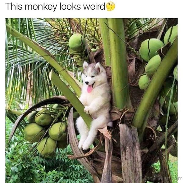 This Monkey Looks Weird