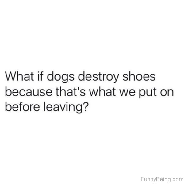 What If Dogs Destroy Shoes