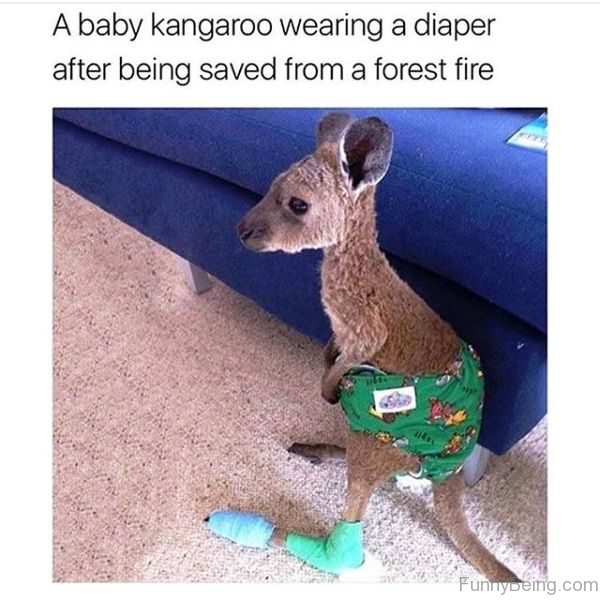 A Baby Kangaroo Wearing A Diaper