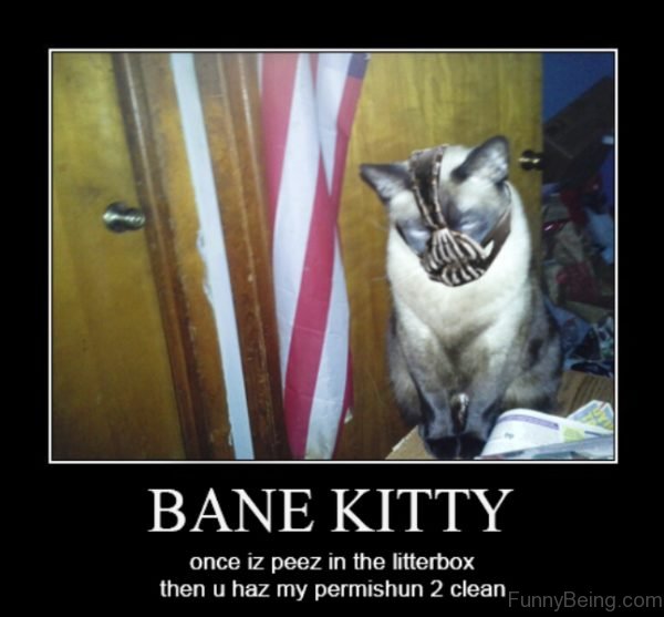 Bane Kitty