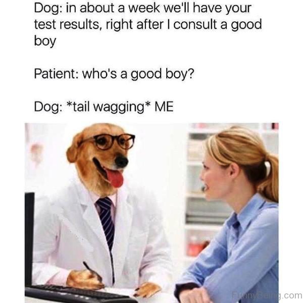 Dog Vs Patient