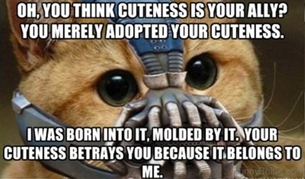 15 Funniest Bane Memes You Haven’t Seen Before