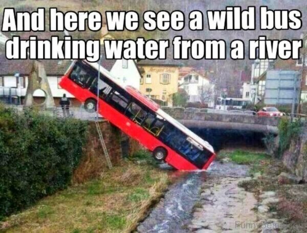 And Here We See A Wild Bus Drinking Water From A River