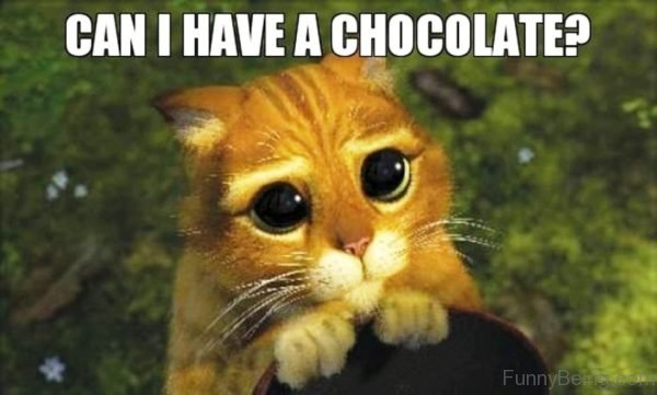 Can I Have A Chocolate