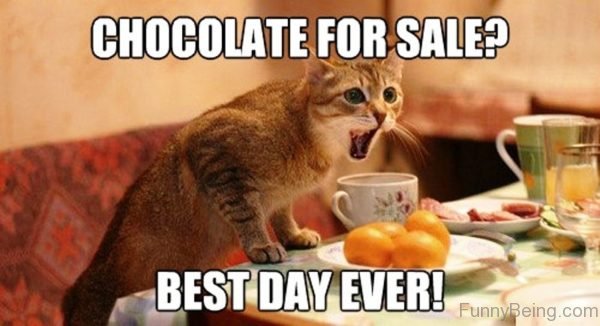 15 Ultimate Chocolate Memes